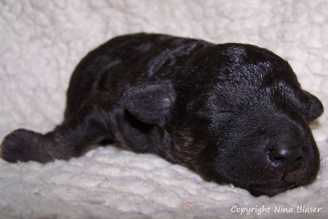 Arc-en-ciel Arlequin 20.01 (15).JPG